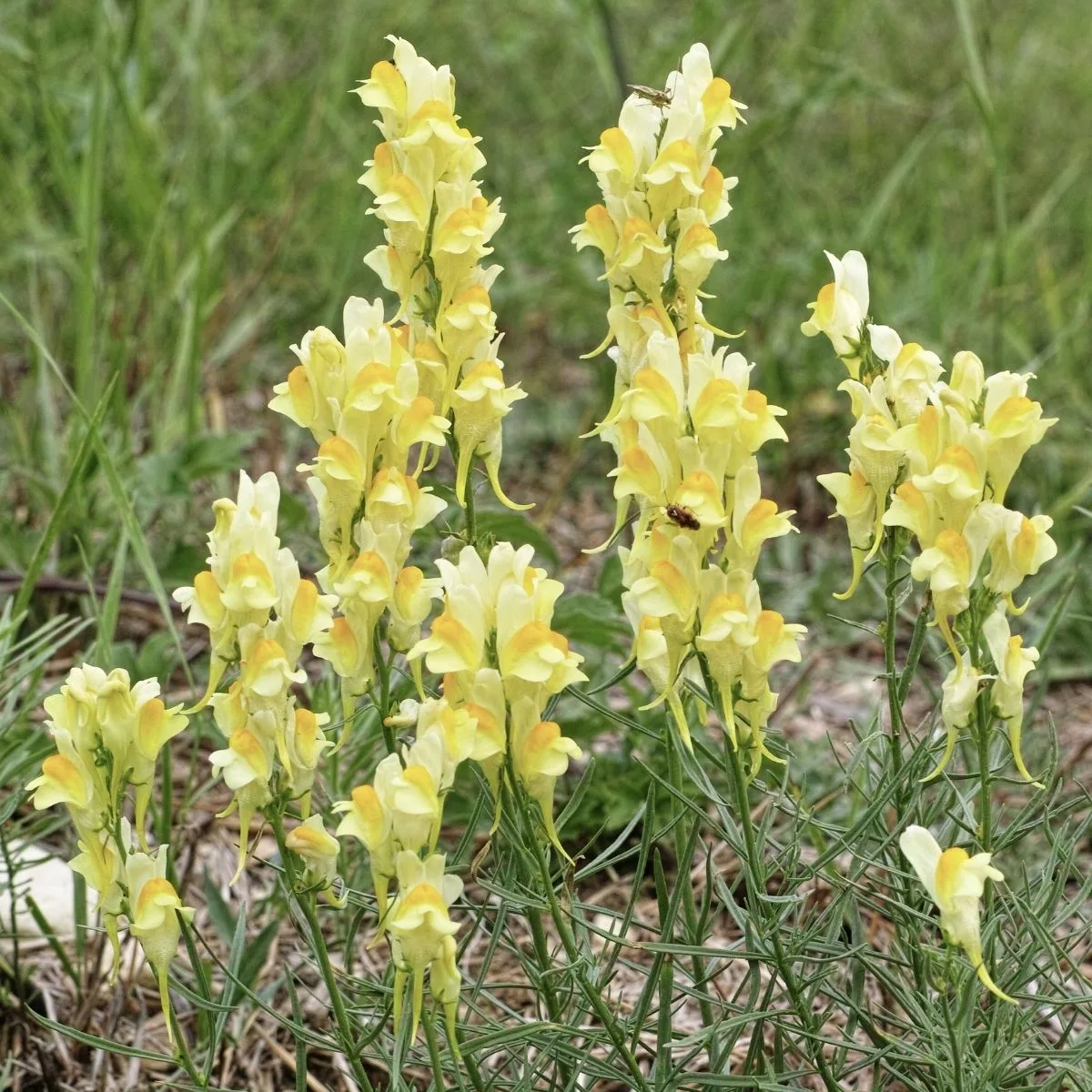 Yellow toadflax flowers