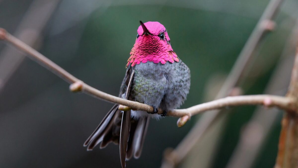 Anna's hummingbird.