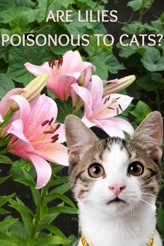 Are Lilies Poisonous To Cats?
