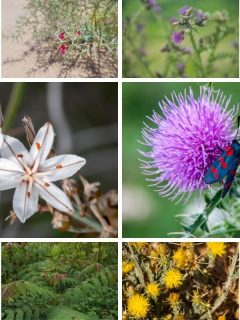 a collage of invasive plants in Arizona