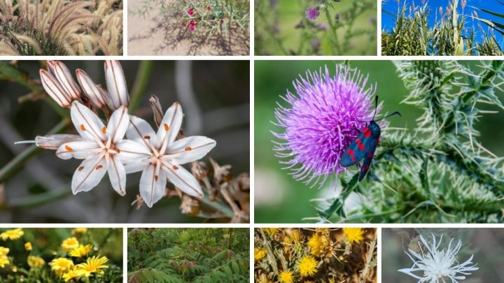 11 Most Harmful Invasive Plants in Arizona (And 22 Natives You Should Plant Instead)