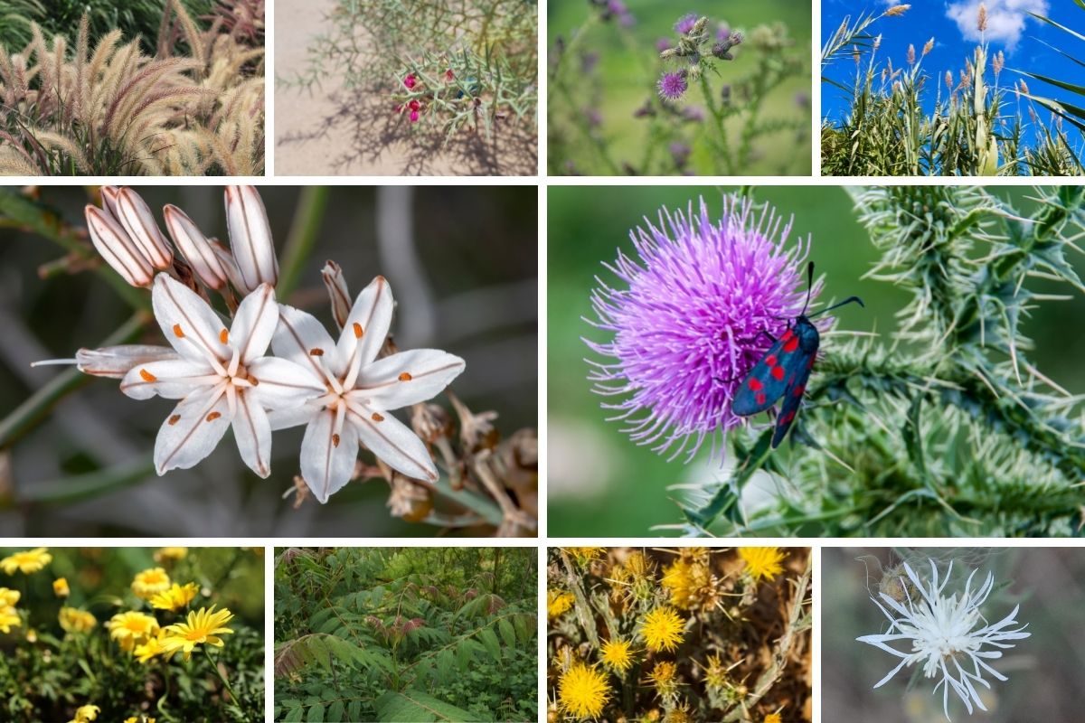 a collage of invasive plants in Arizona