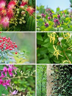 a collage of Arkansas invasive plants