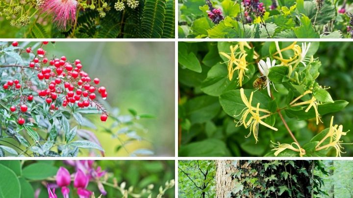 11 Of The Worst Invasive Plants in Arkansas (And 22 Natives You Should Plant Instead)
