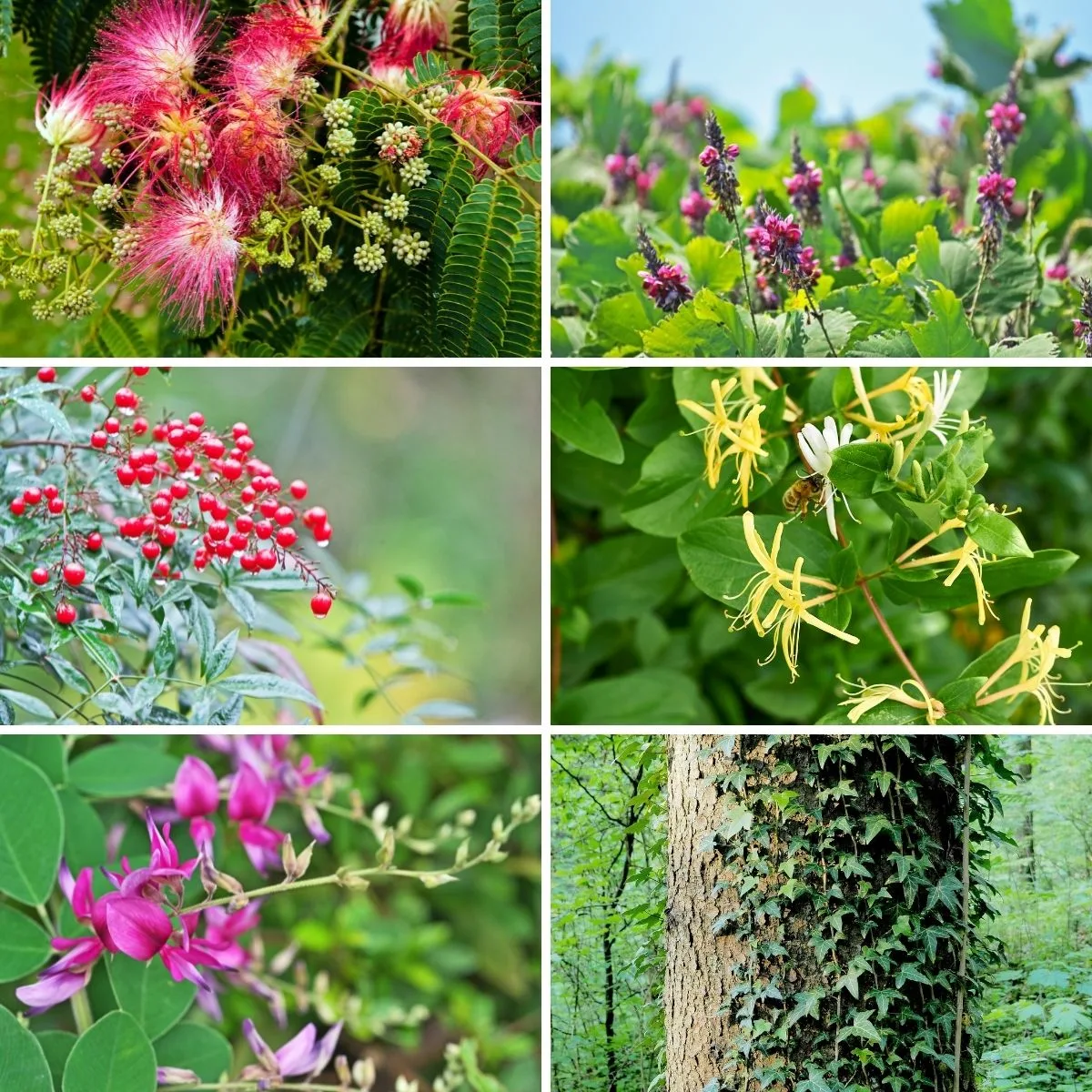 a collage of Arkansas invasive plants