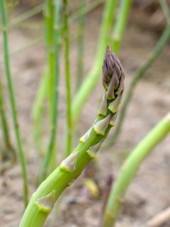 fresh asparagus stalk growin in the garden