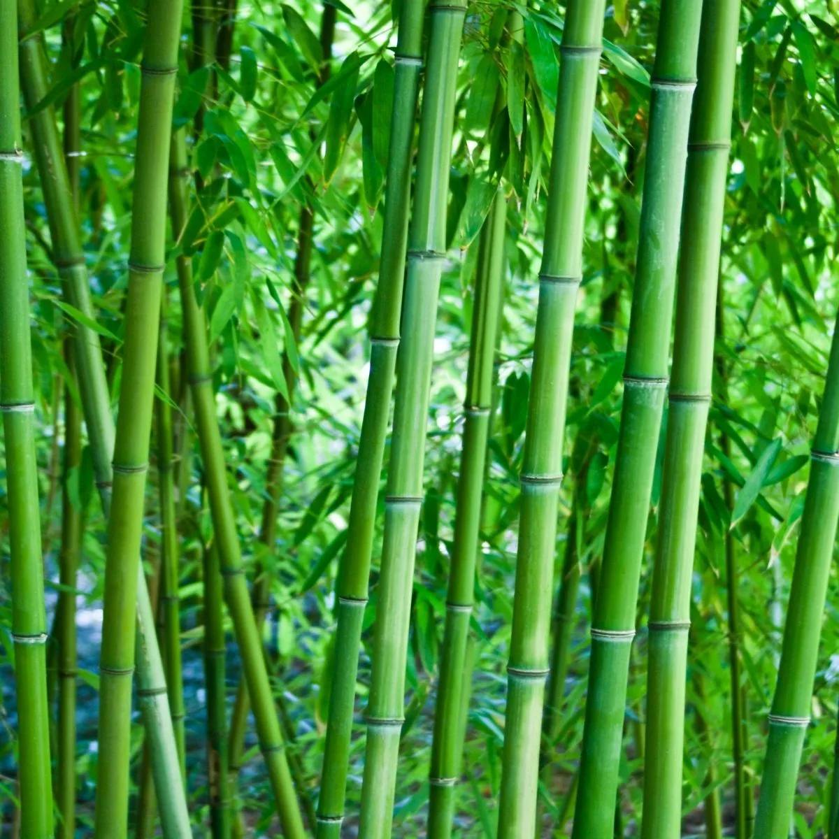 bamboo