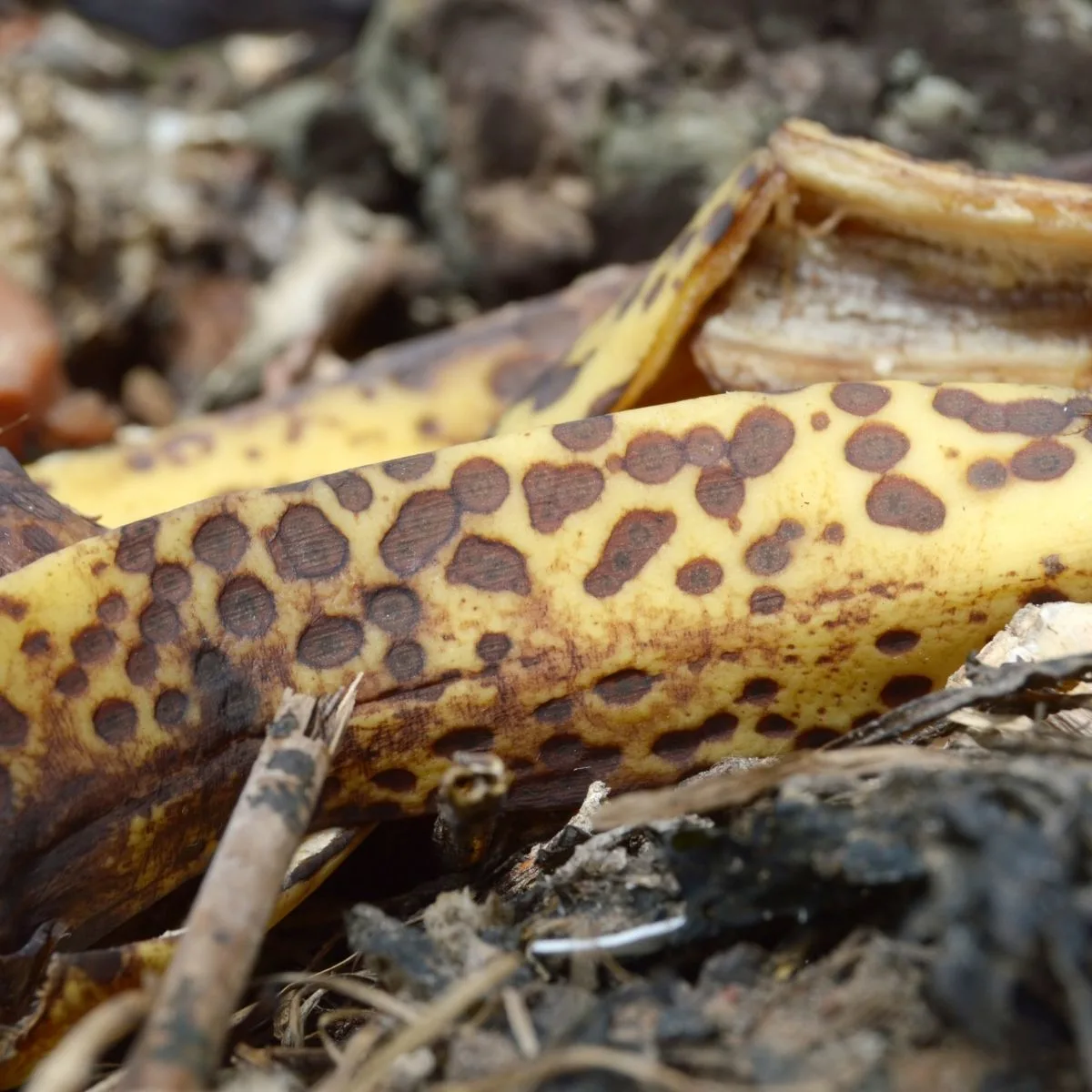 bananan peels in the garden