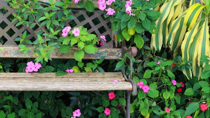 17 Best Shade Perennials For Low Light Gardens