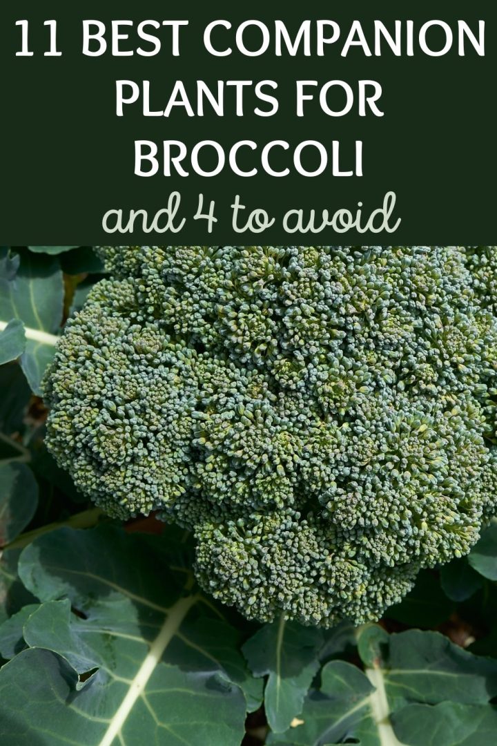 11 Best Companion Plants For Broccoli (And 4 To Avoid)