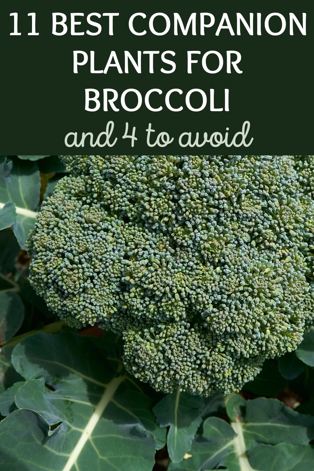 11 best companion plants for broccoli and 4 to avoid