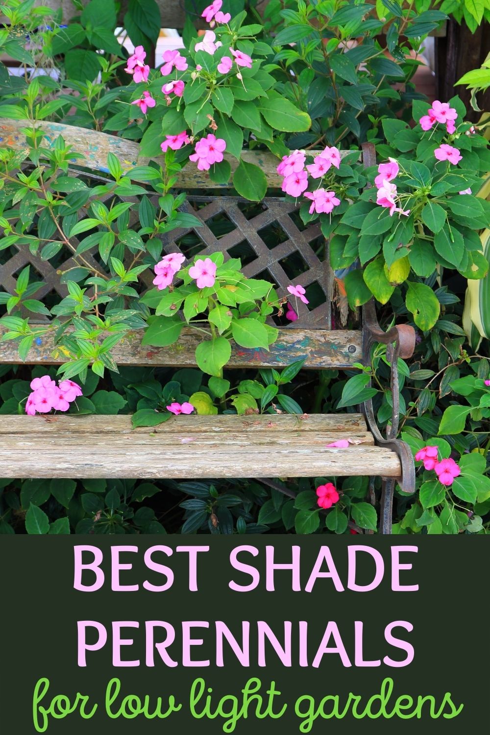 best shade perennials for low light gardens