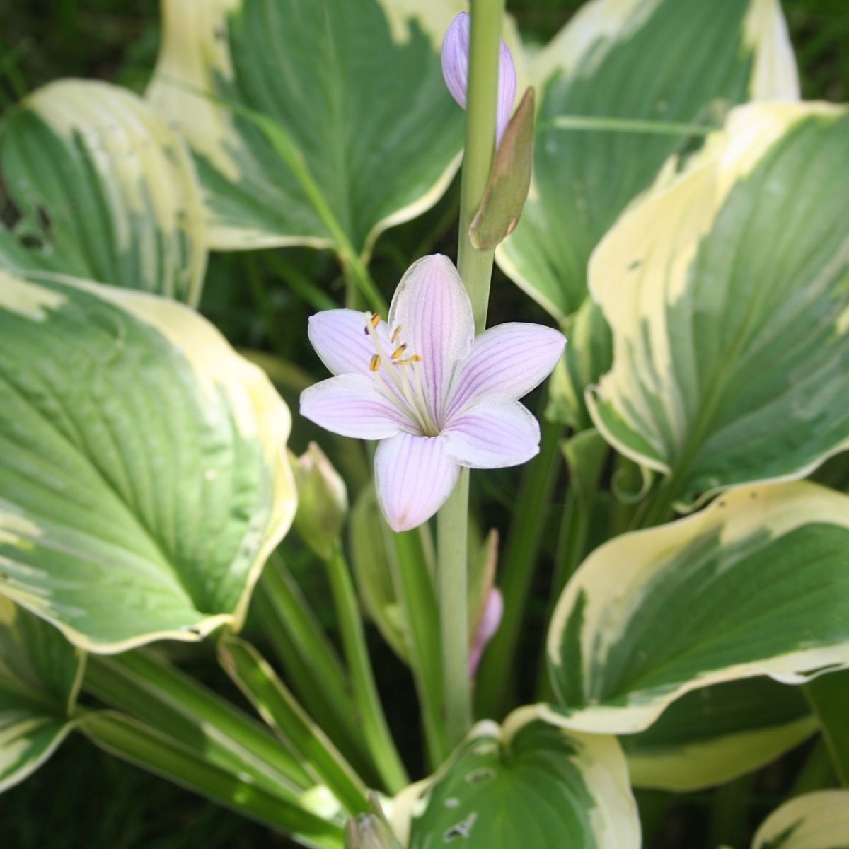 blooming hosta