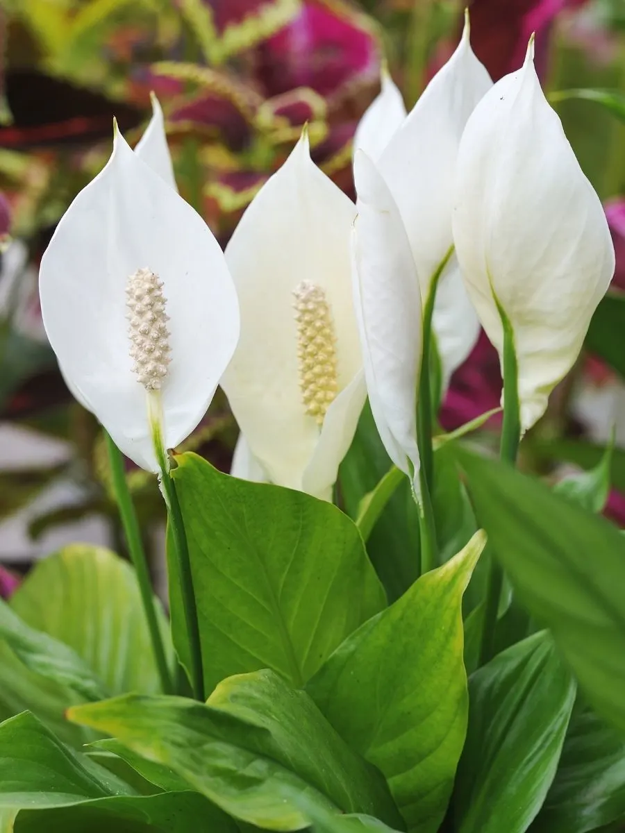 blooming peace lily plants