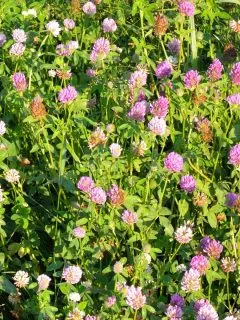 blooming red clover