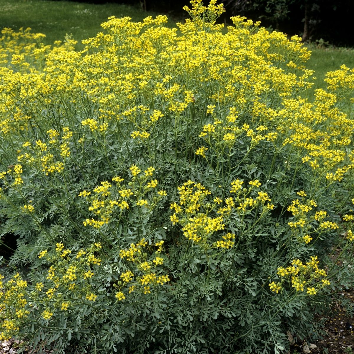 yellow rue flowers