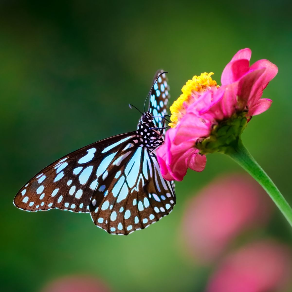blue and brown butterfly on a pink zinnia