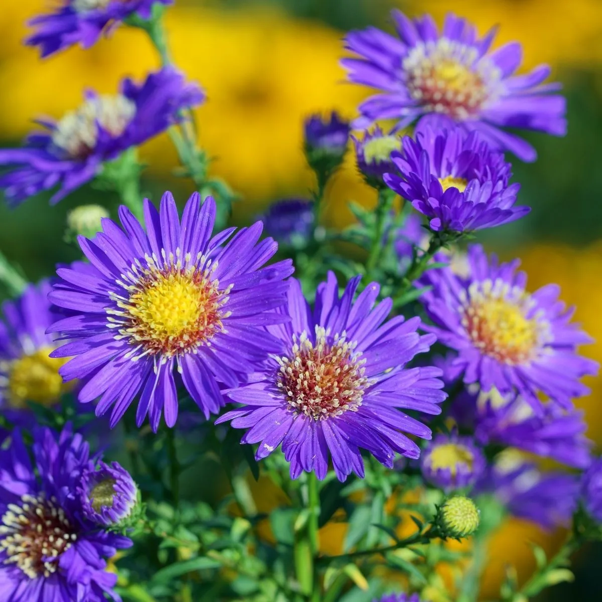 Blue wood aster