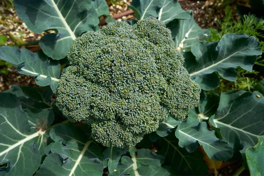 11 Best Companion Plants For Broccoli (And 4 To Avoid)