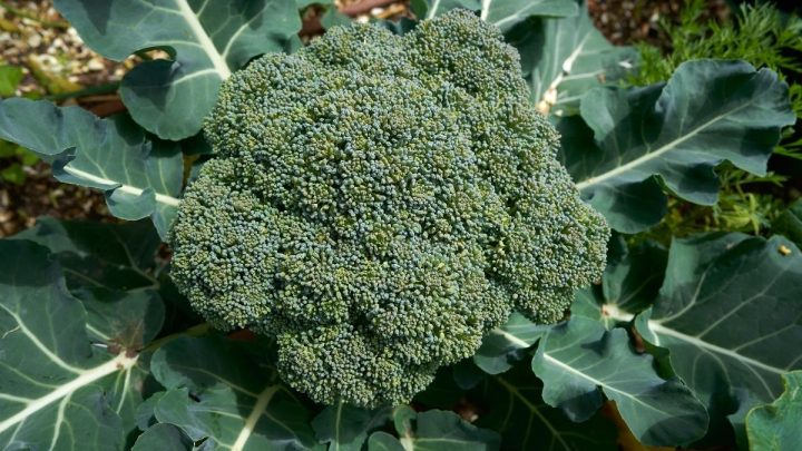 11 Best Companion Plants for Broccoli (And 4 to Avoid)