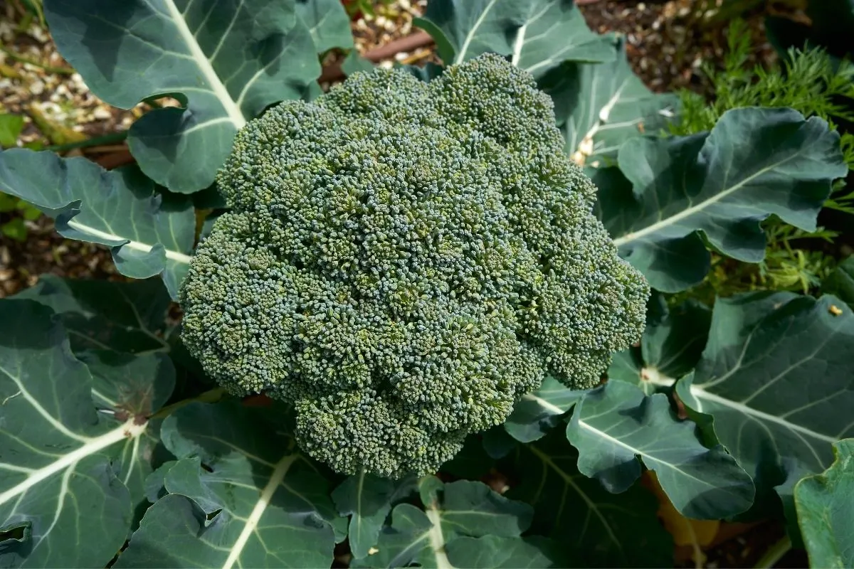 broccoli ready to pick from the garden