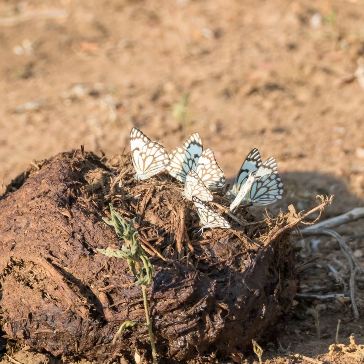 butterflies gathered on a pile of manure