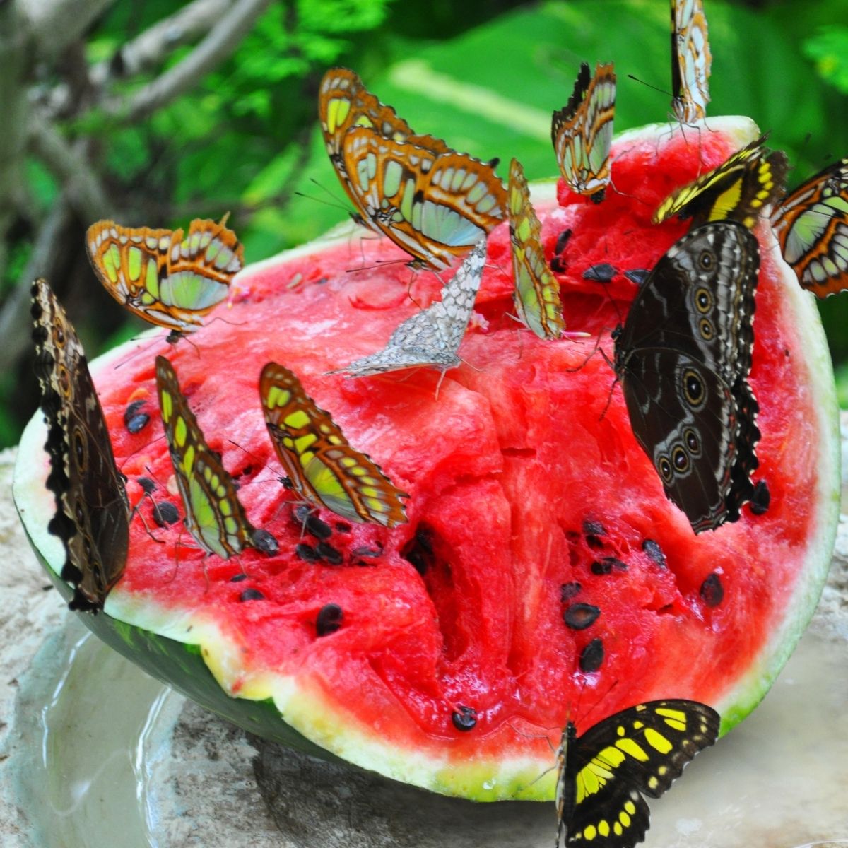 butterflies eating from a ripe watermellon