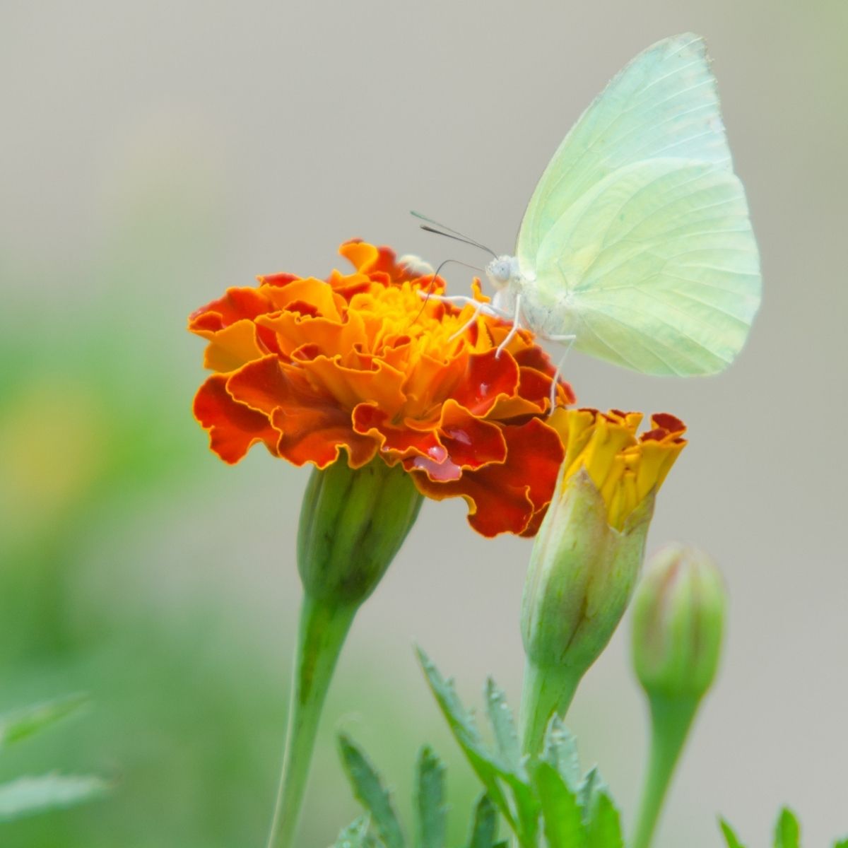 a butterlfy on a pretty marigold