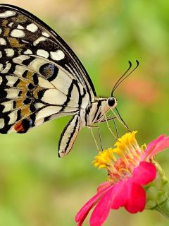 beautiful butterfly on a zinnia flower