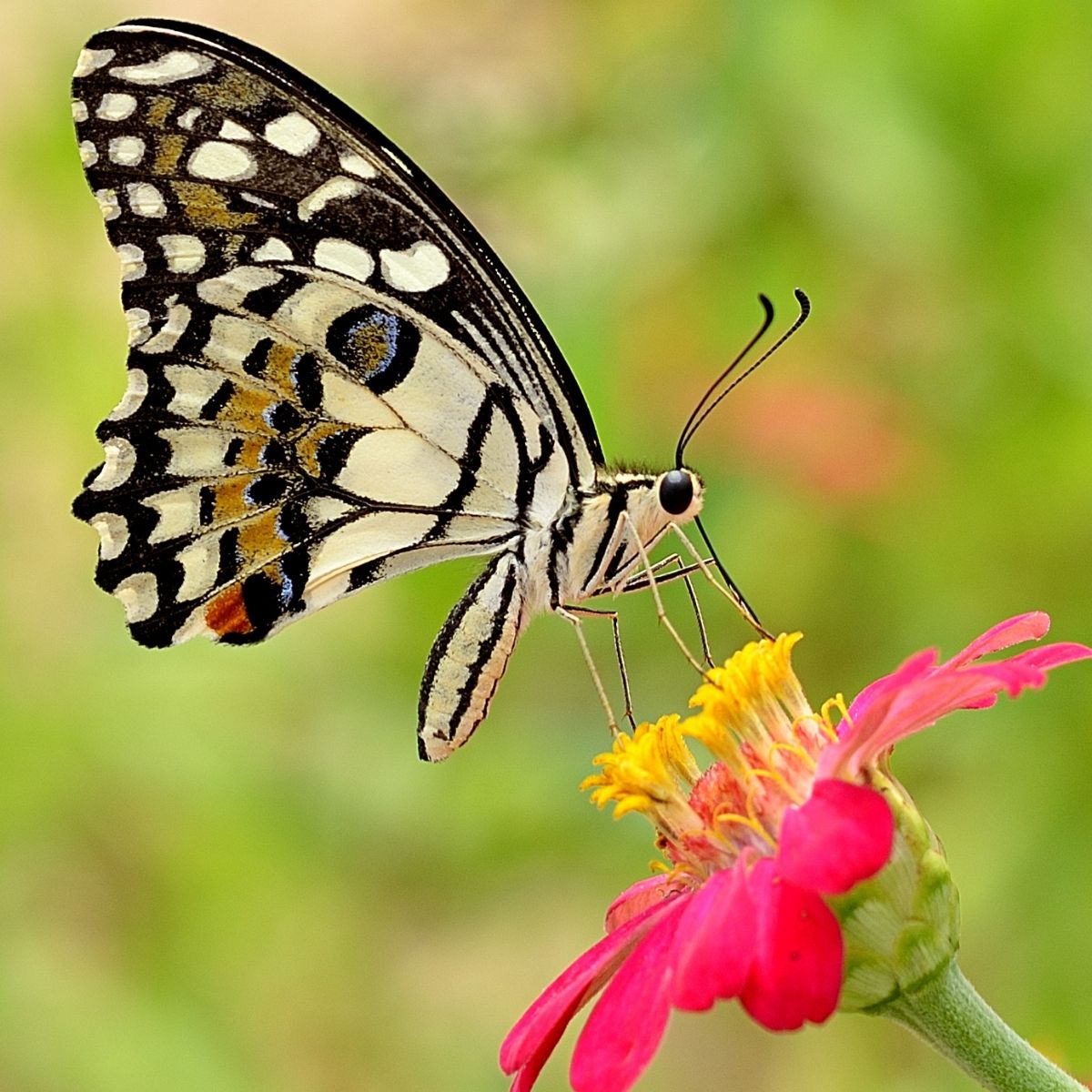 beautiful butterfly on a zinnia flower