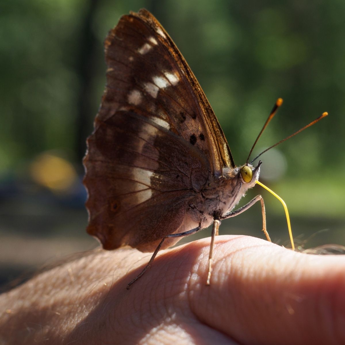 a butterfly with its proboscis out