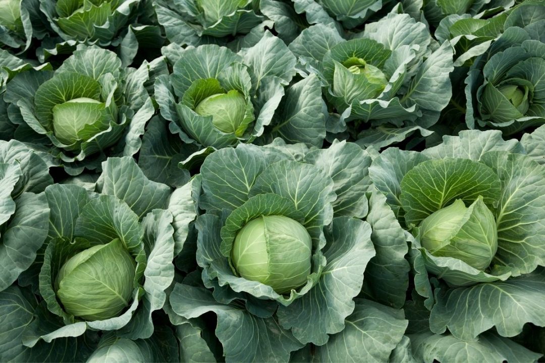 11 Best Companion Plants For Broccoli (And 4 To Avoid)