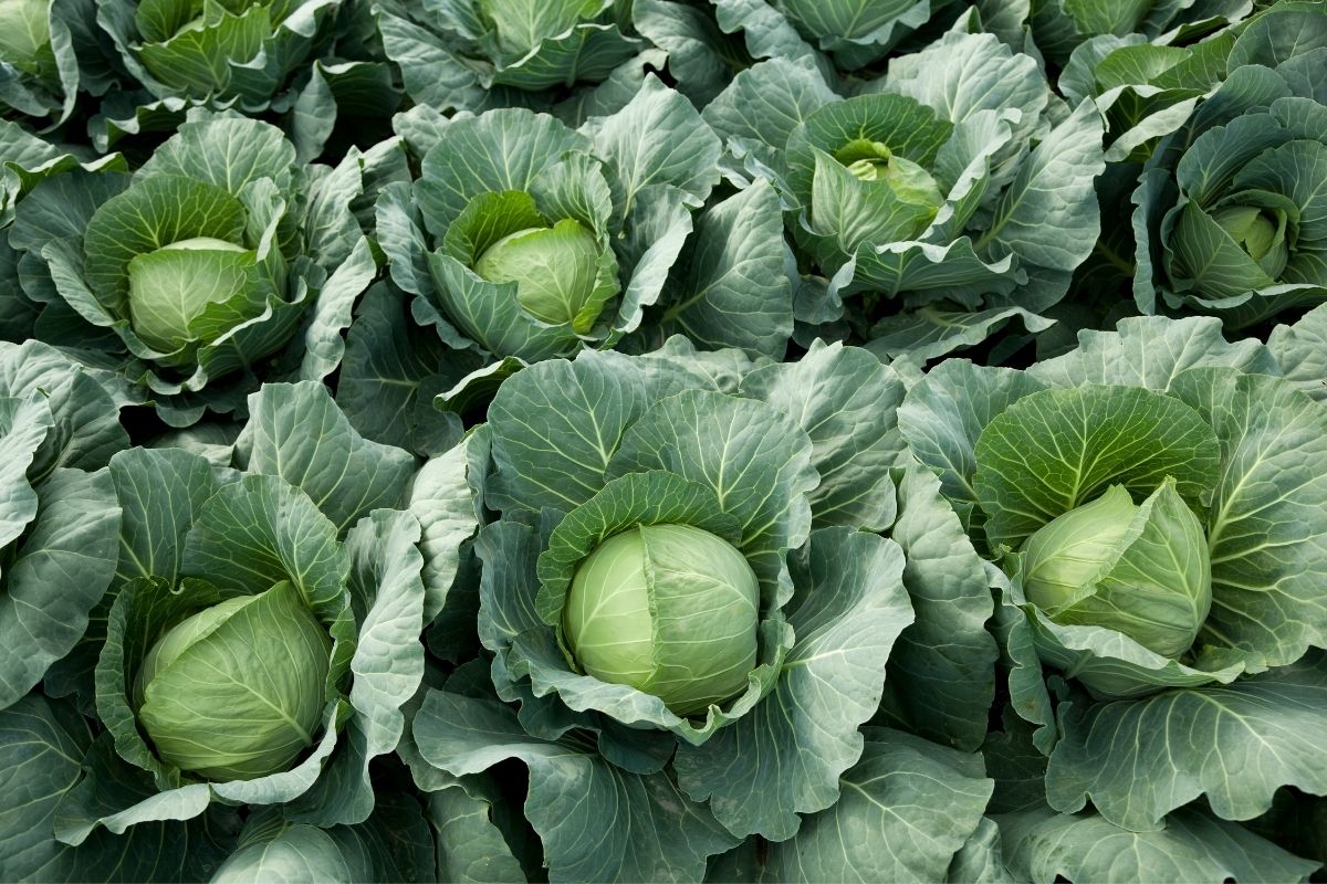 cabbage ready to pick from the garden