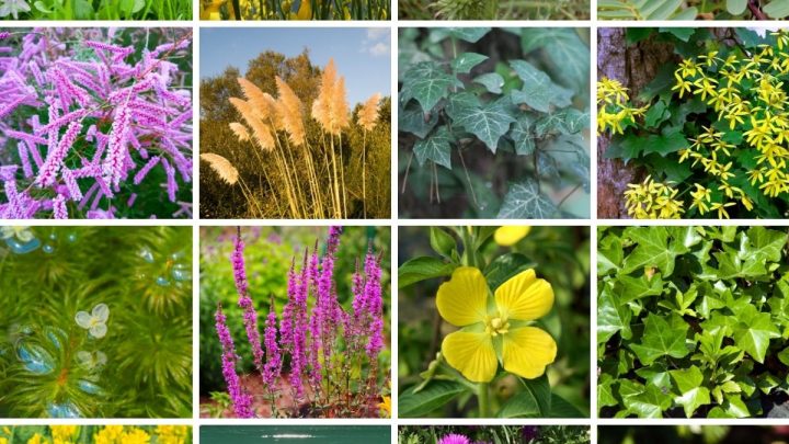 16 Worst Invasive Plants in California (And 32 Natives You Should Plant Instead)
