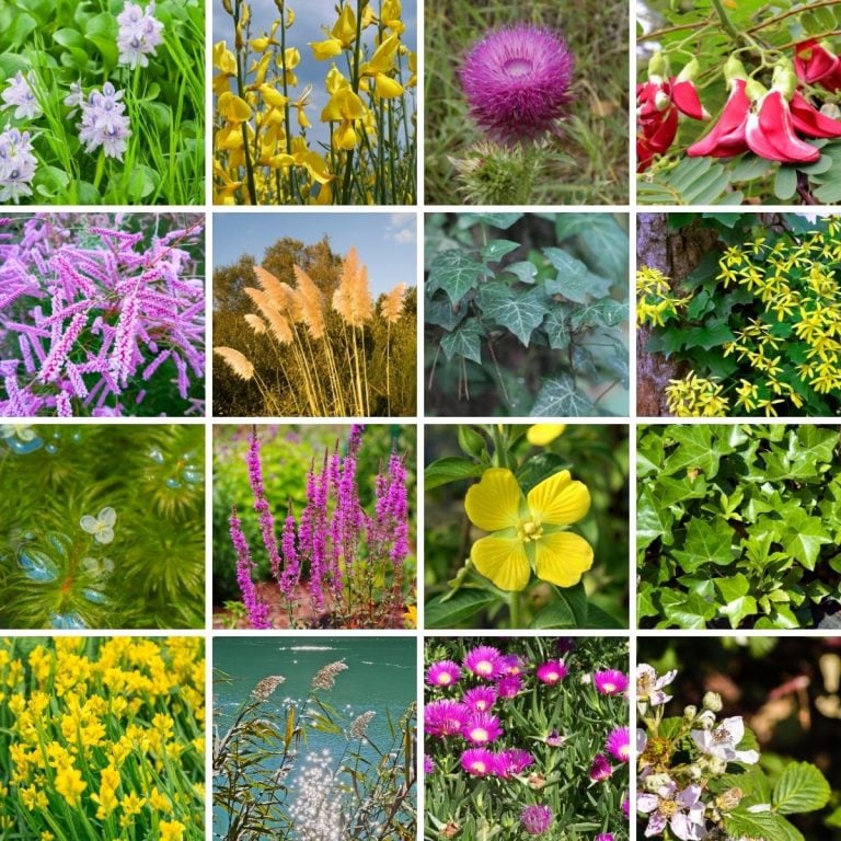 a colage of California invasive plants