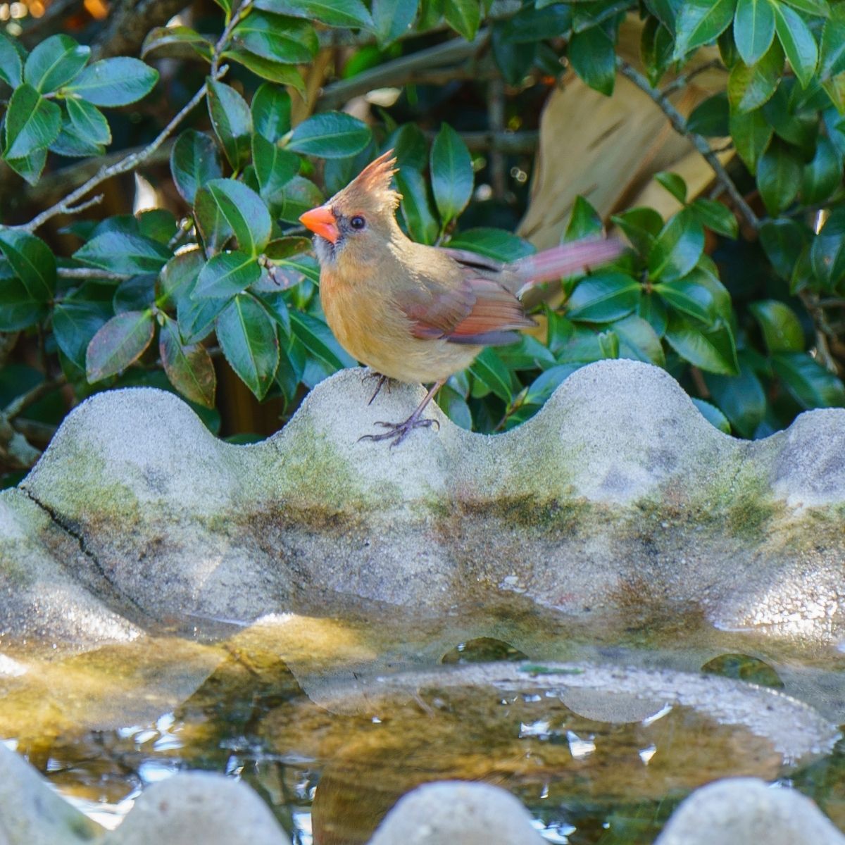 female cardinal sitting on the edge of a birdbath