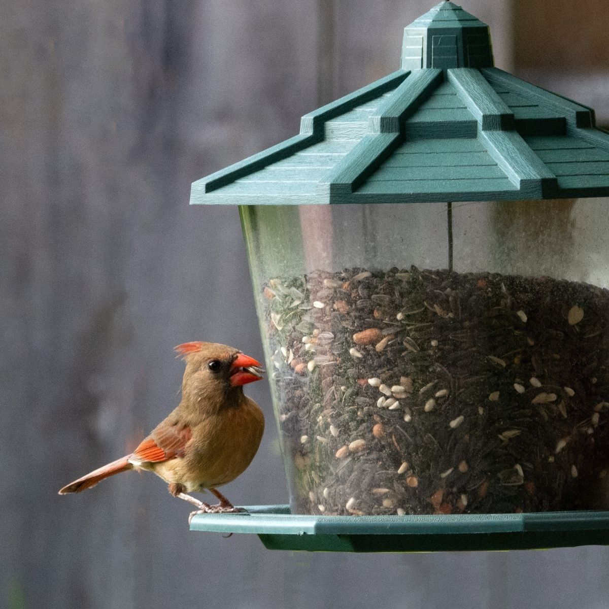 female cardinal perched on a feeder with sunflower seeds