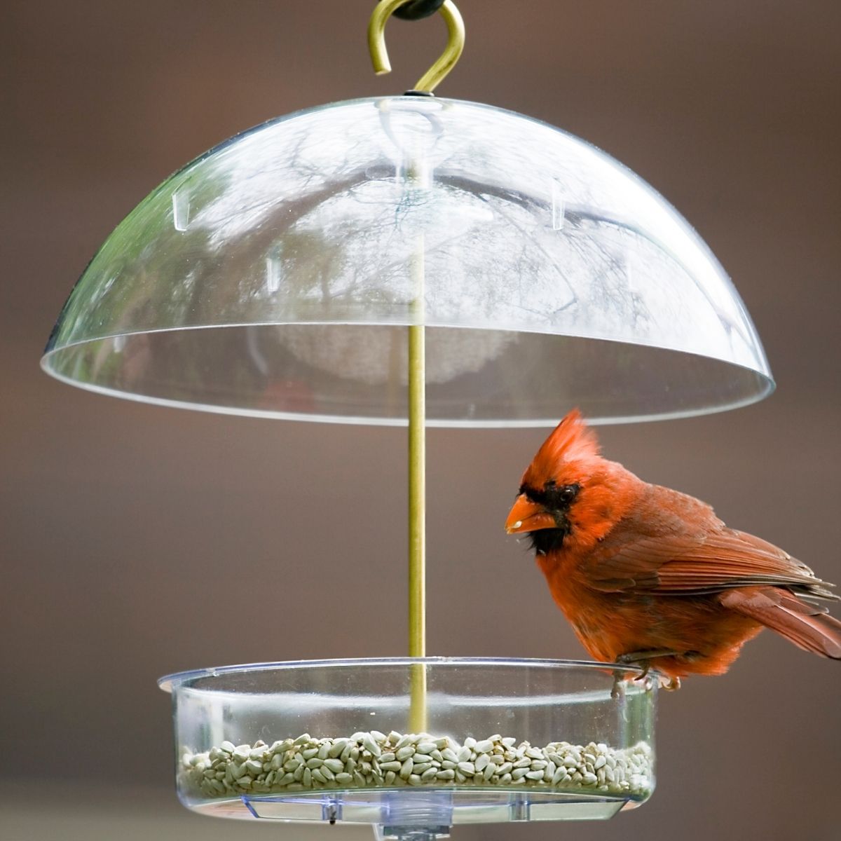 cardinal feeder