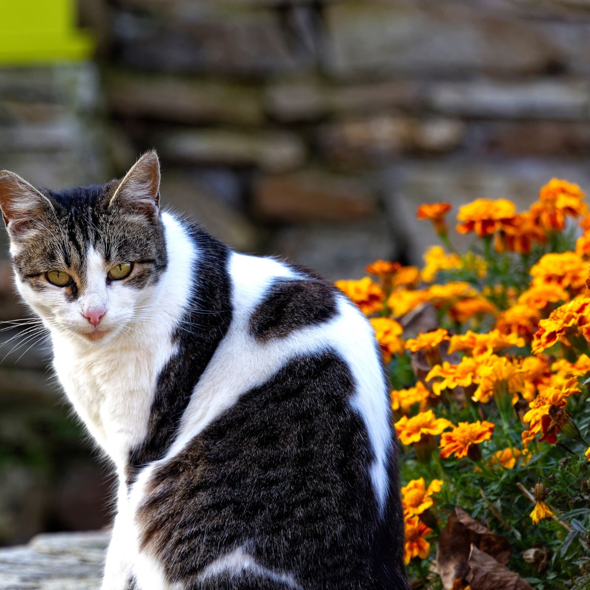 Black and white cat sitting in front of marigold flowers.