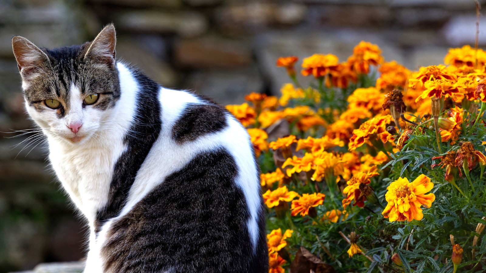 Black and white cat sitting in front of marigold flowers.