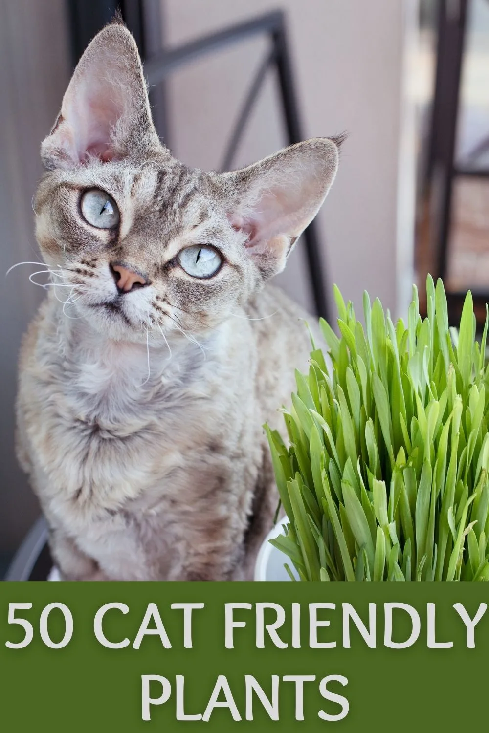 50 cat friendly plants