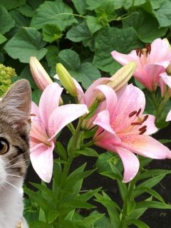 cat poking its head in front of some lilies