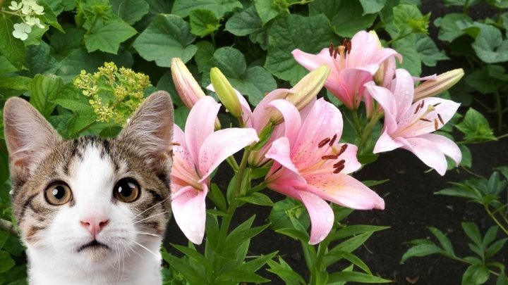 Are Lilies Poisonous to Cats?