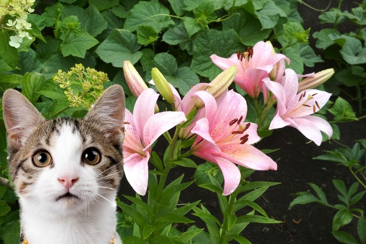 cat poking its head in front of some lilies