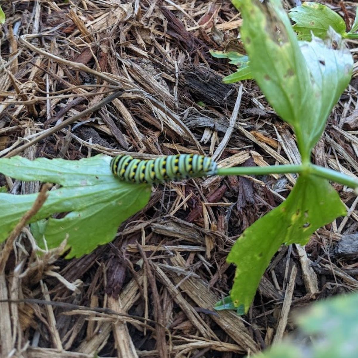 caterpillar eating my lovage