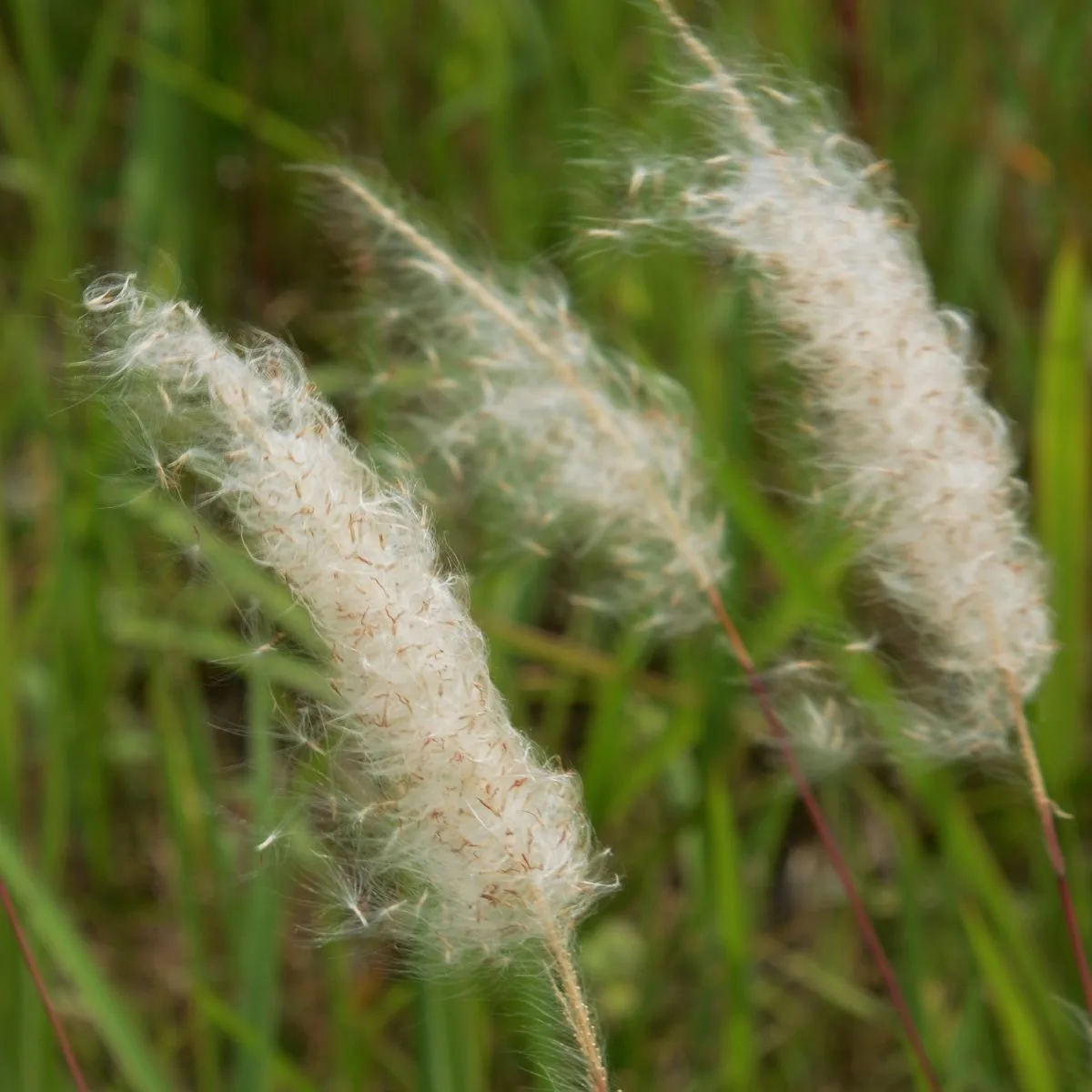 cogon grass