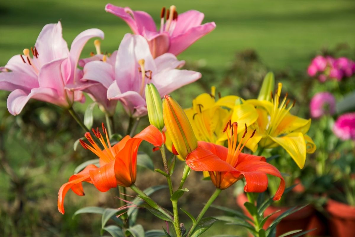 colorful lilies