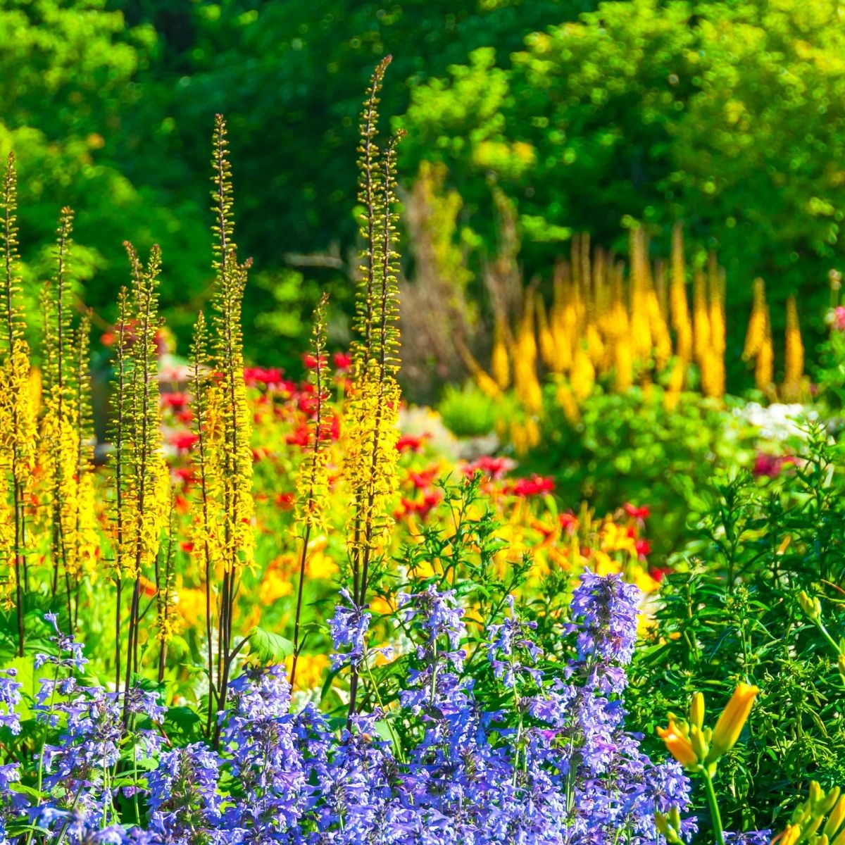 colorful shade garden with yellow ligularia