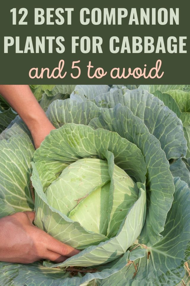 12 Best Companion Plants For Cabbage (And 5 To Avoid)