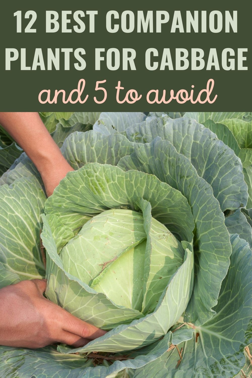 12 Best Companion Plants for Cabbage, And 5 to Avoid